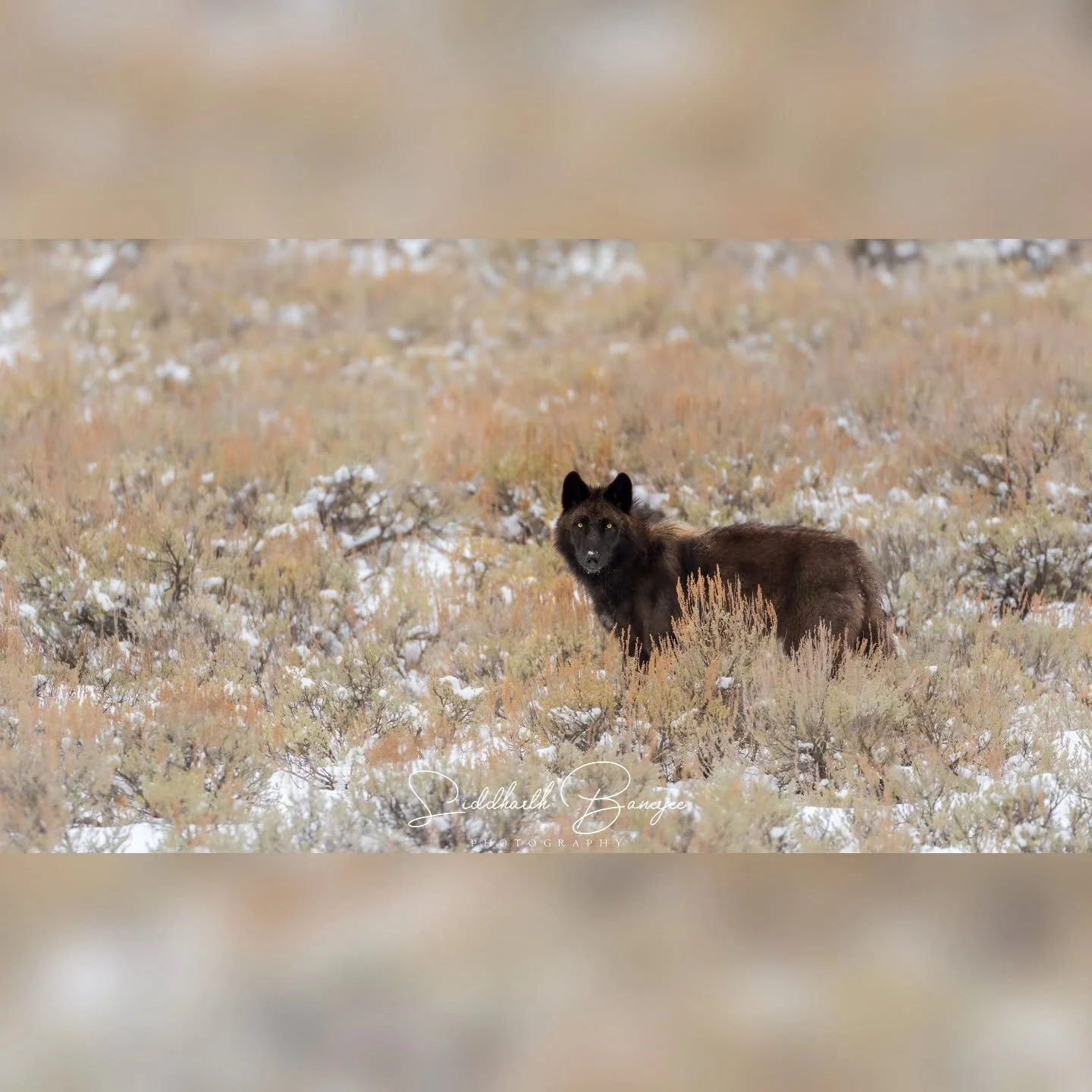My first ever wolf sighting in the wild&nbsp;@yellowstonenps &nbsp;and it all happened the first day I was there! Thanks to&nbsp;@yellowstonewildlifeguideco &nbsp;and&nbsp;@markian.b

#yellowstonenationalpark &nbsp;#yellowstonewildlife &nbsp;#wolf &n