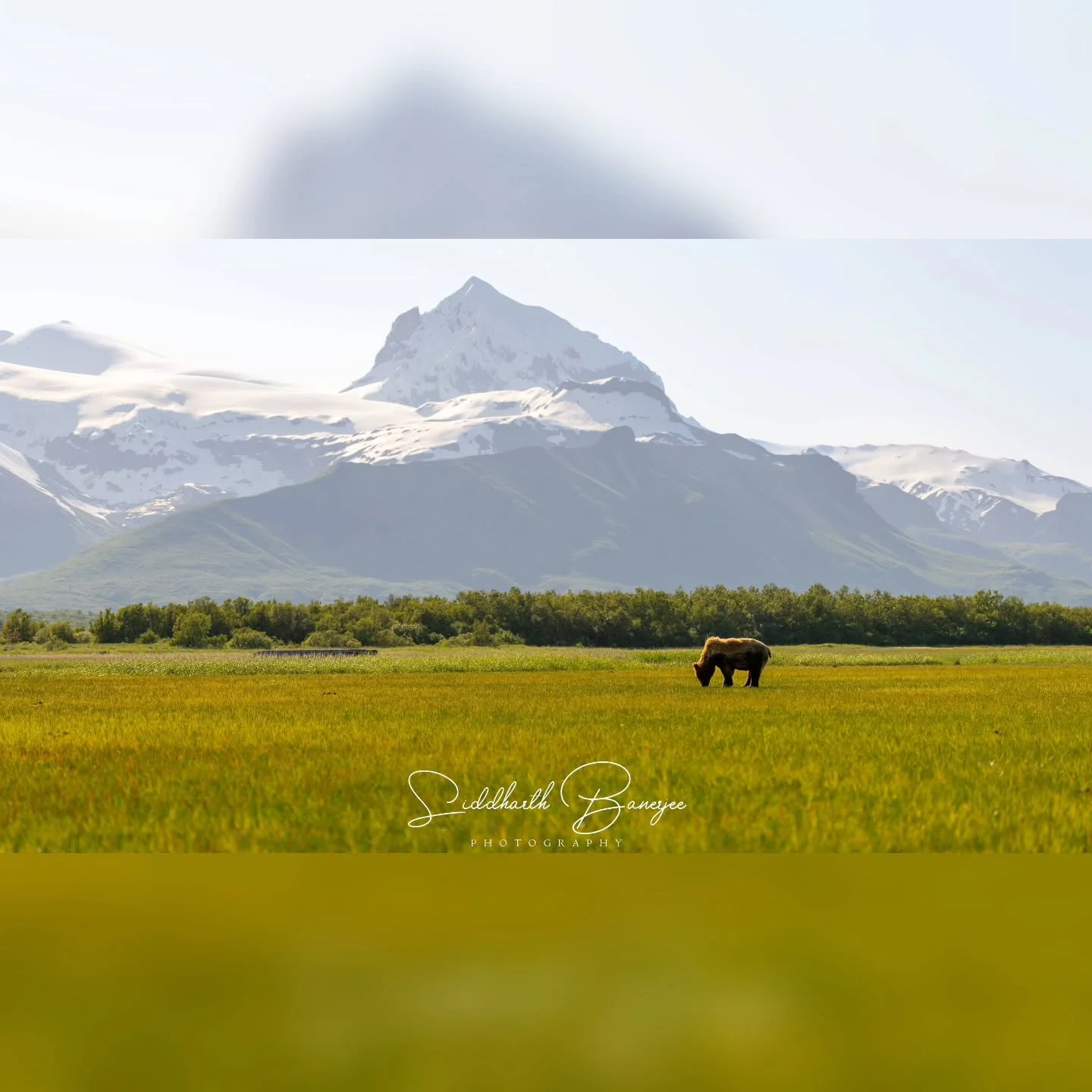 New species of herbivores spotted in Alaska!

#wildlifeplanet #alaskawildlife #AlaskaMoments #coastalbears