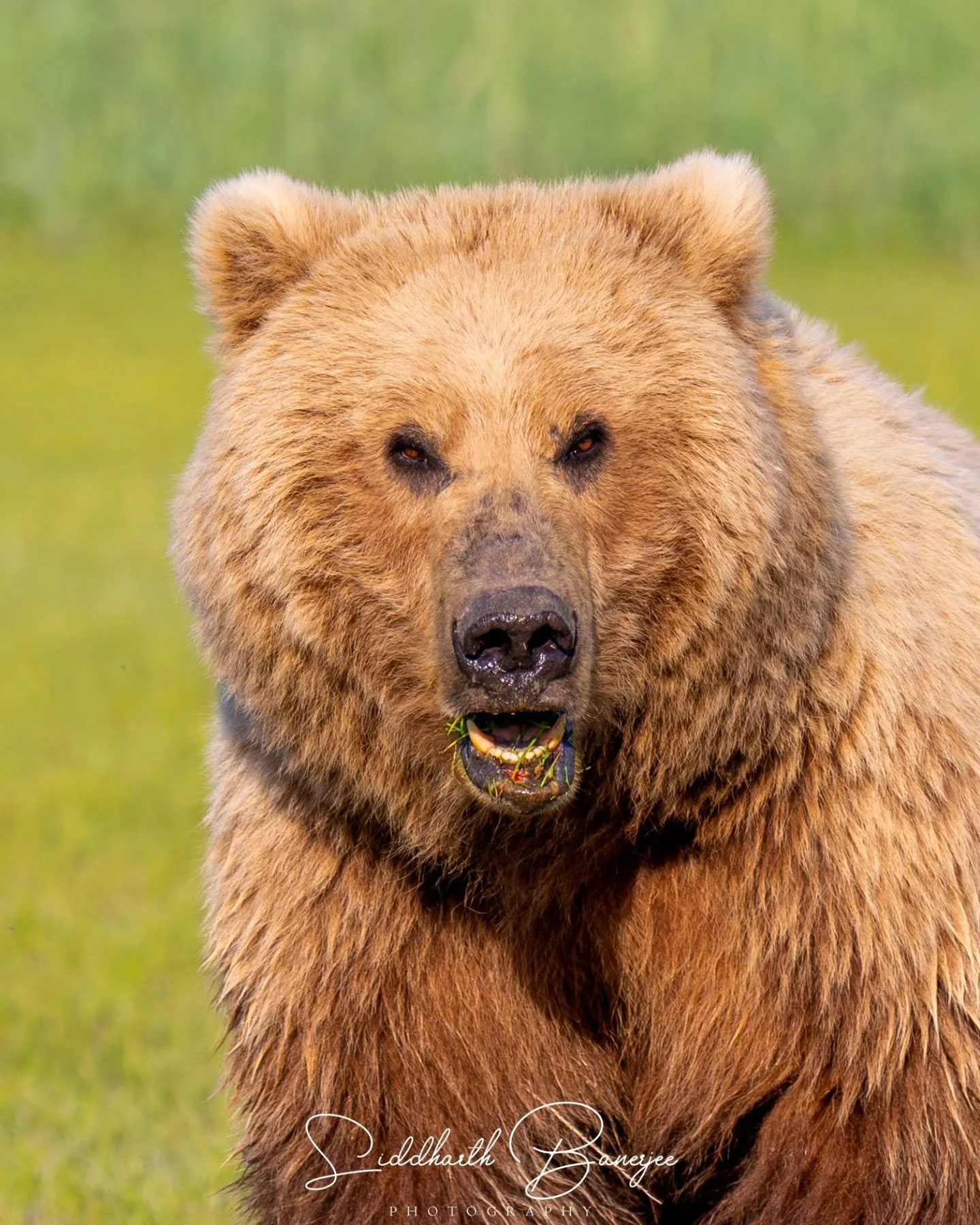 Identity crisis of the herbivore from previous post🤣

#wildlifeplanet #alaskawildlife #AlaskaMoments #coastalbears