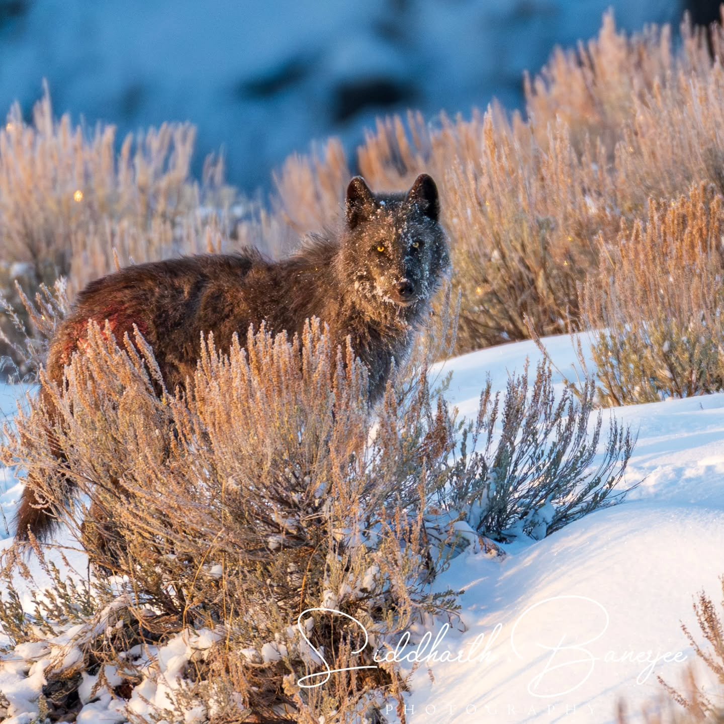 Another prized capture from my trip to Yellowstone this winter- one of the wolfie cubs observing us before crossing over to continue the fun and frolic with its siblings 🙂

#yellowstonenationalpark #yellowstonewildlife #wolf #sonyalpha #wyoming