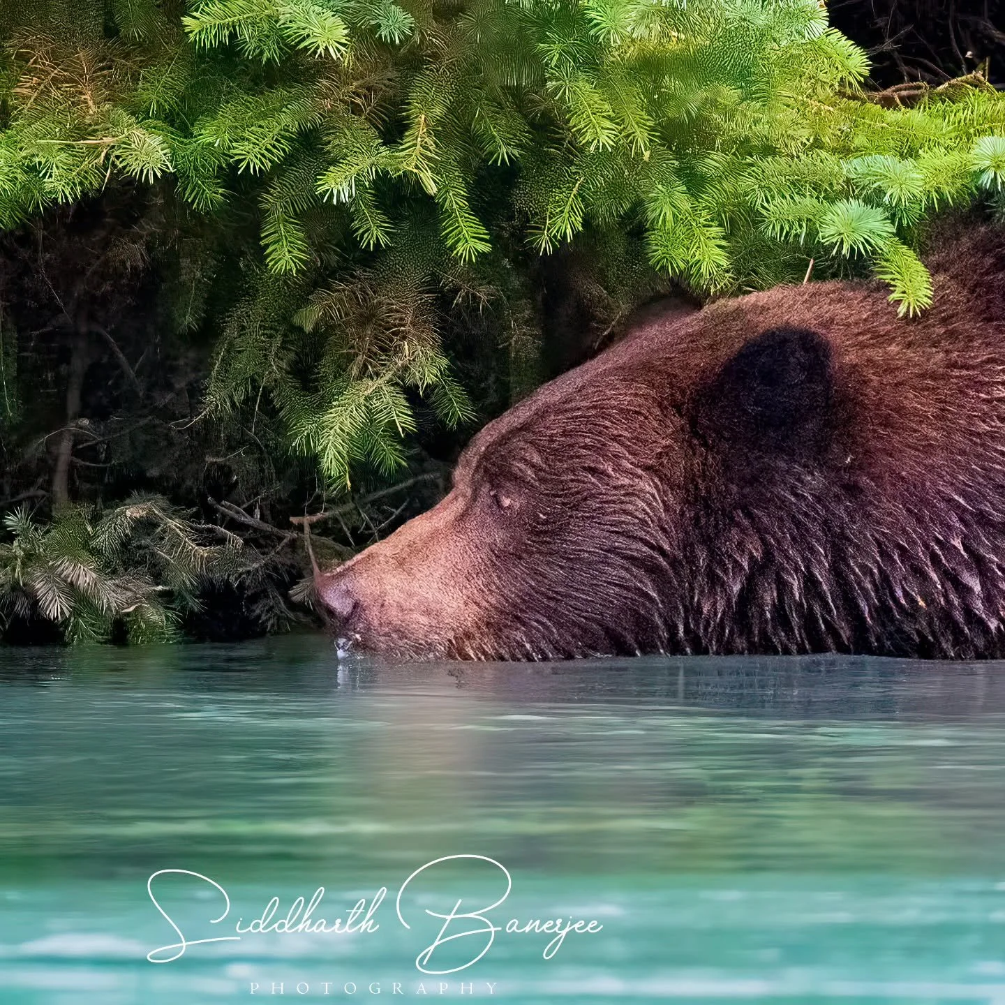Do you think a bear would enjoy blowing bubbles?