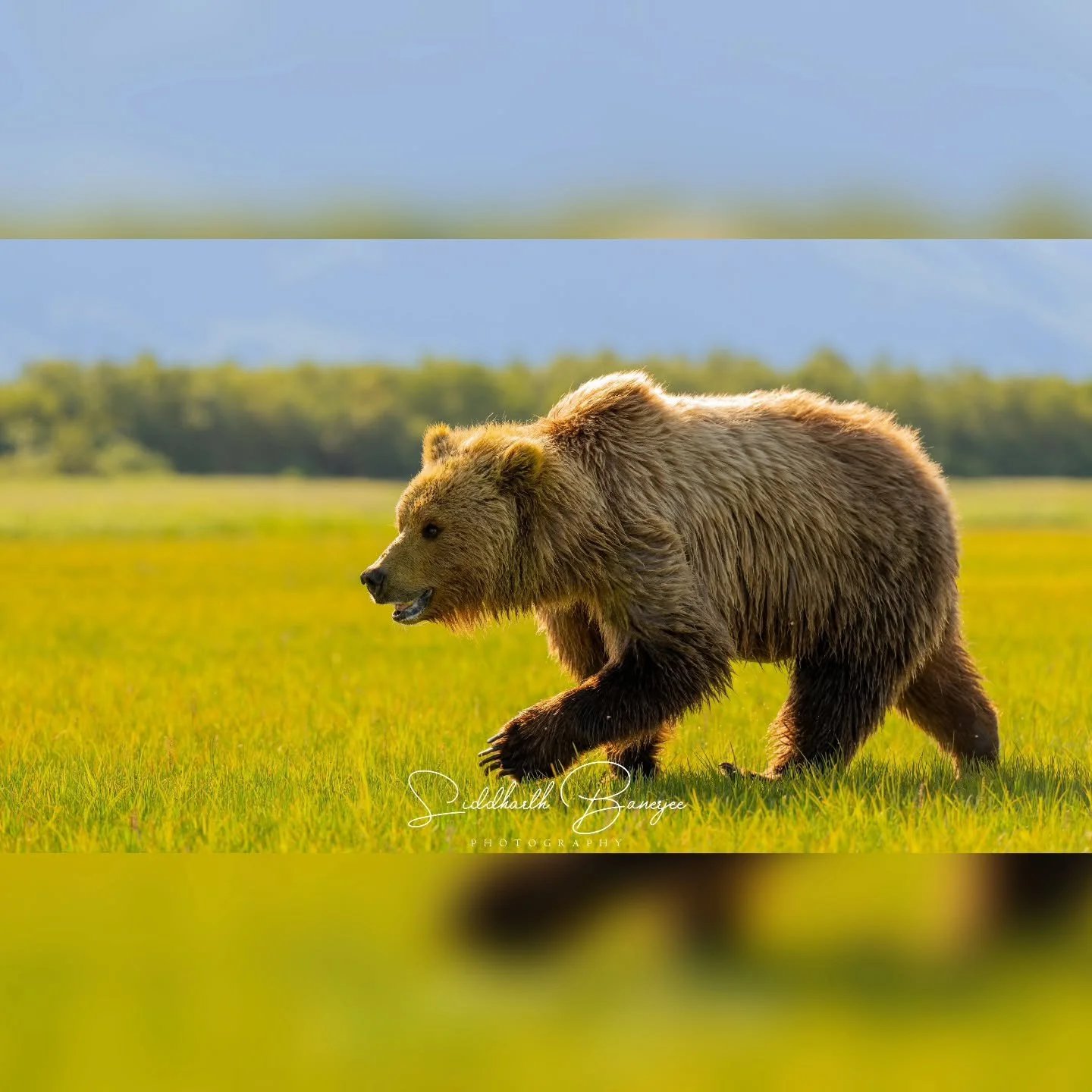 Alaska postcards from Katmai national Park!

#bearphotography #AlaskaMoments #wildalaska #alaskaphotography #wildlifeplanet