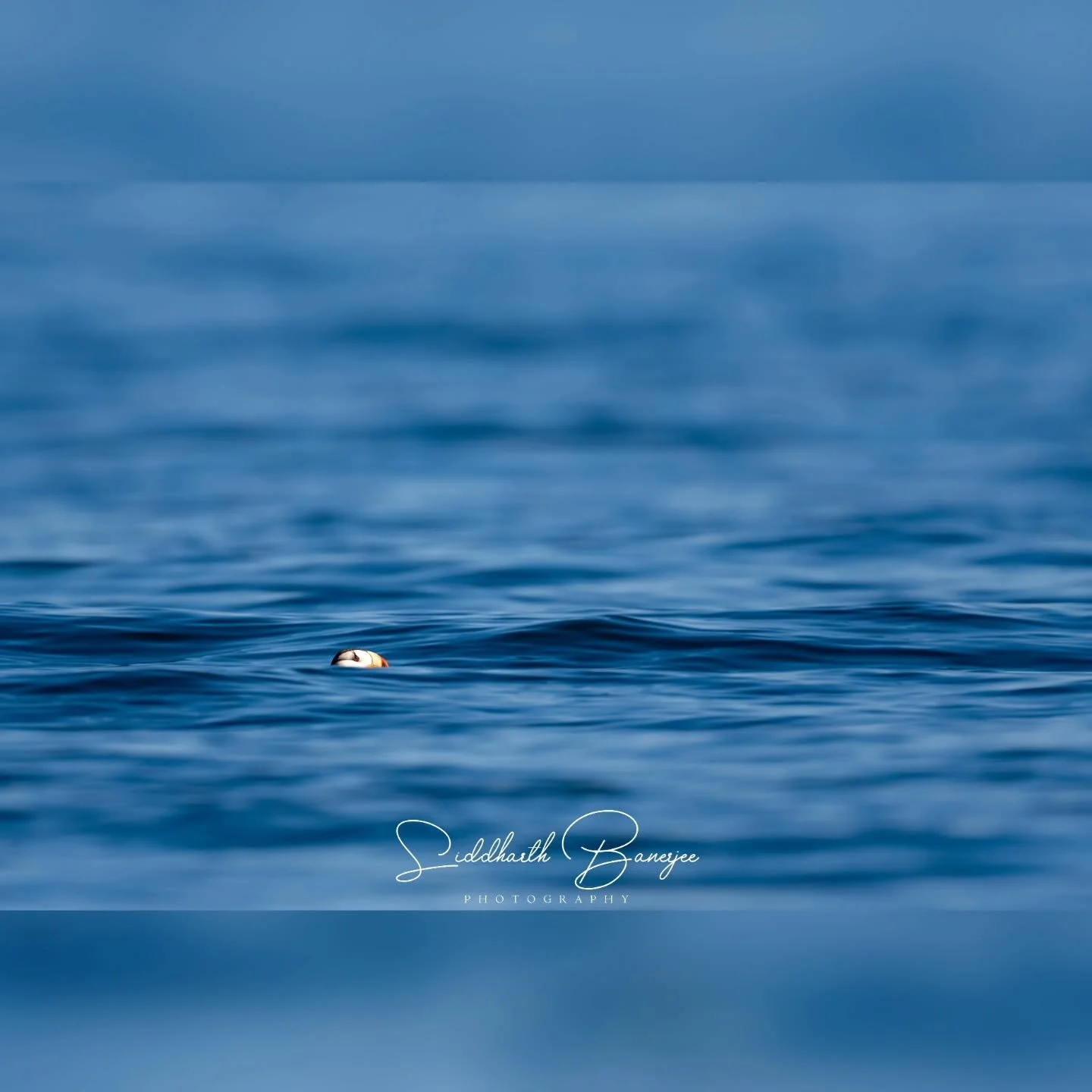 Small in frame...
Drifting in tranquil blues, this puffin reminds me of nature&rsquo;s serene beauty. Each moment in the wild is a gift, offering peace and purpose in this vast world. 🌊 #WildlifeWonder #naturenarratives