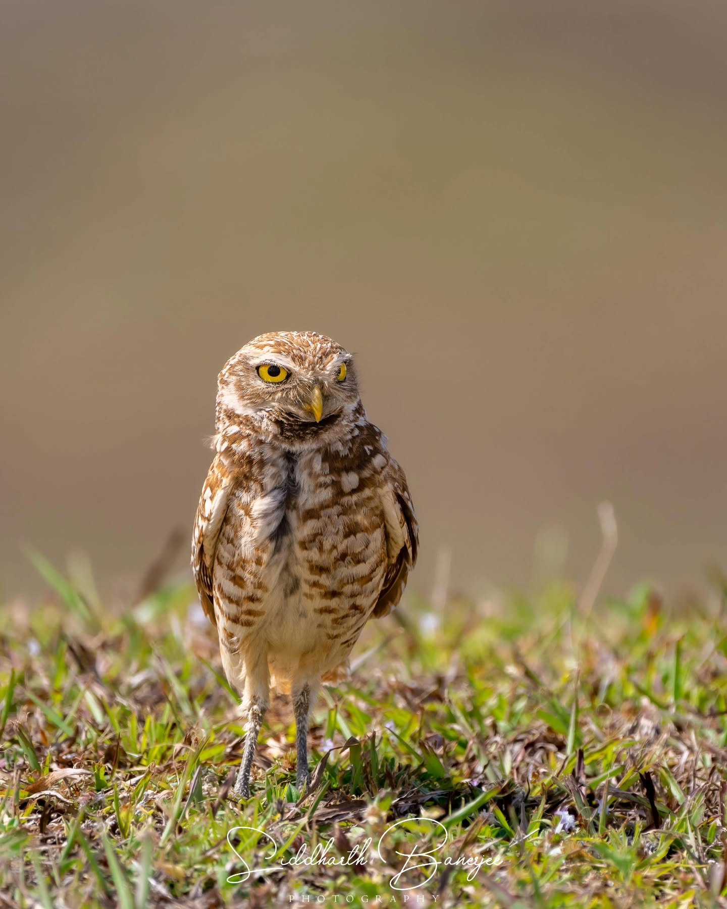 Eyes locked, soul unfettered!
This burrowing owl embodies nature's raw beauty&mdash;reminding me why I chase these moments. Time in the wild is a story worth telling. 🦉 #WildlifeWonder #NatureNarrator #EyesWideOpen #ConservationJourney
