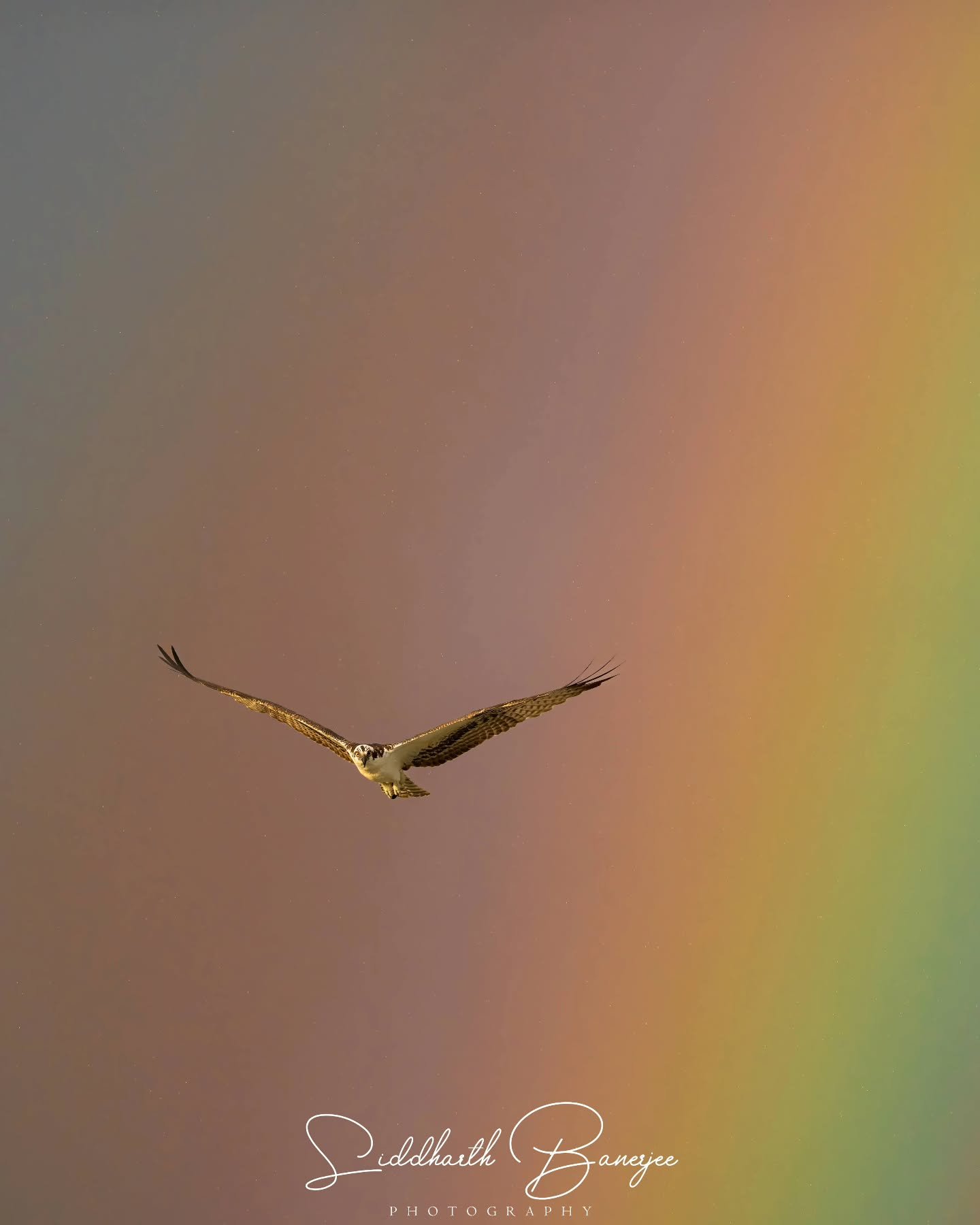 Soaring through nature's kaleidoscope, an Osprey looking for it's next meal🐟 
 #wingsofwonder #naturestories