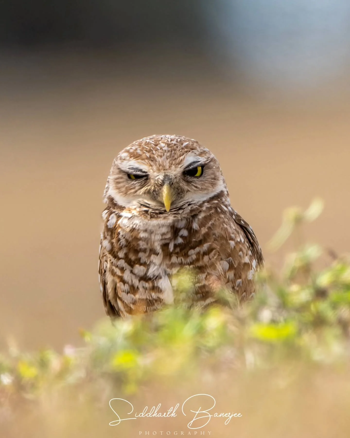 Caught in a wink, this burrowing owl reminds me of the playful beauty nature offers every day. Every shutter click deepens my love for conserving these unique moments. 🌿 
#wildlifewonders #ɴᴀᴛᴜʀᴇʟᴏᴠᴇʀs #owlsofinstagram #burrowingowl