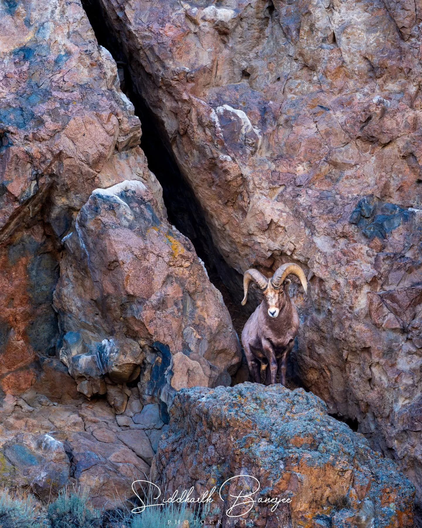 Majestic resilience in every curve of these horns- A ram keeping track of the action below 
#WildElegance #naturestories
