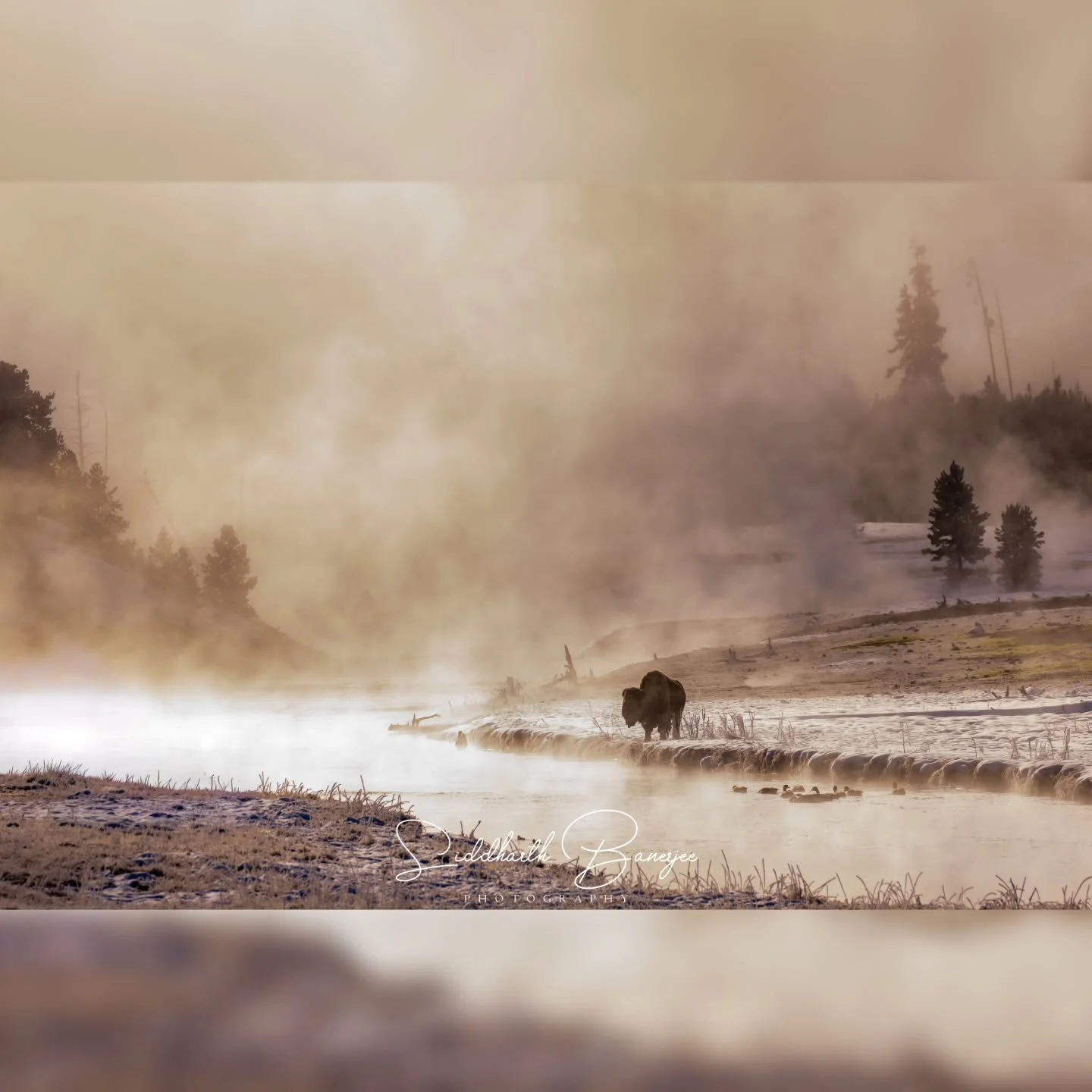 Misty morning at Yellowstone National Park 

#bison #wildlifeperfect&igrave;on