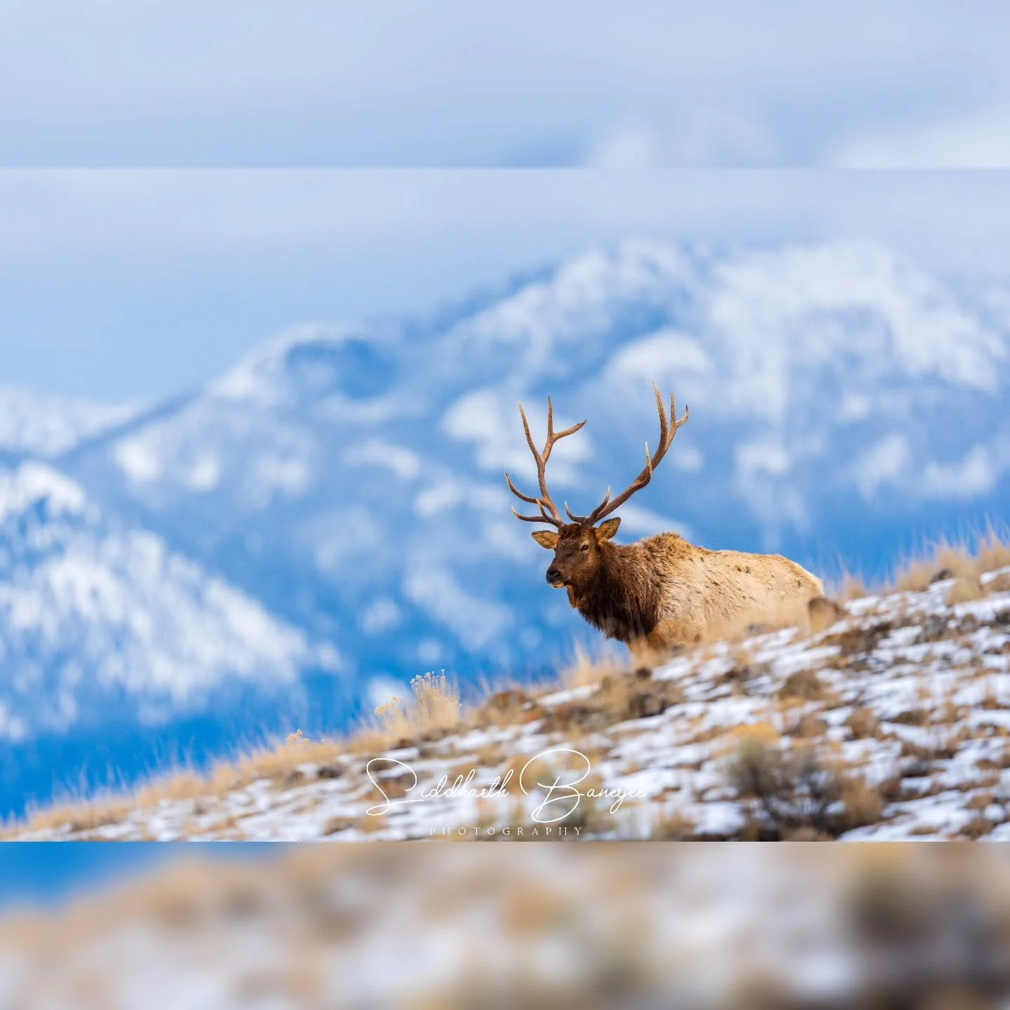 Keeping watch on the valley with the ice‑capped peaks as his crown 👑 
#yellowstonenationalpark #elk #WildlifePhotography