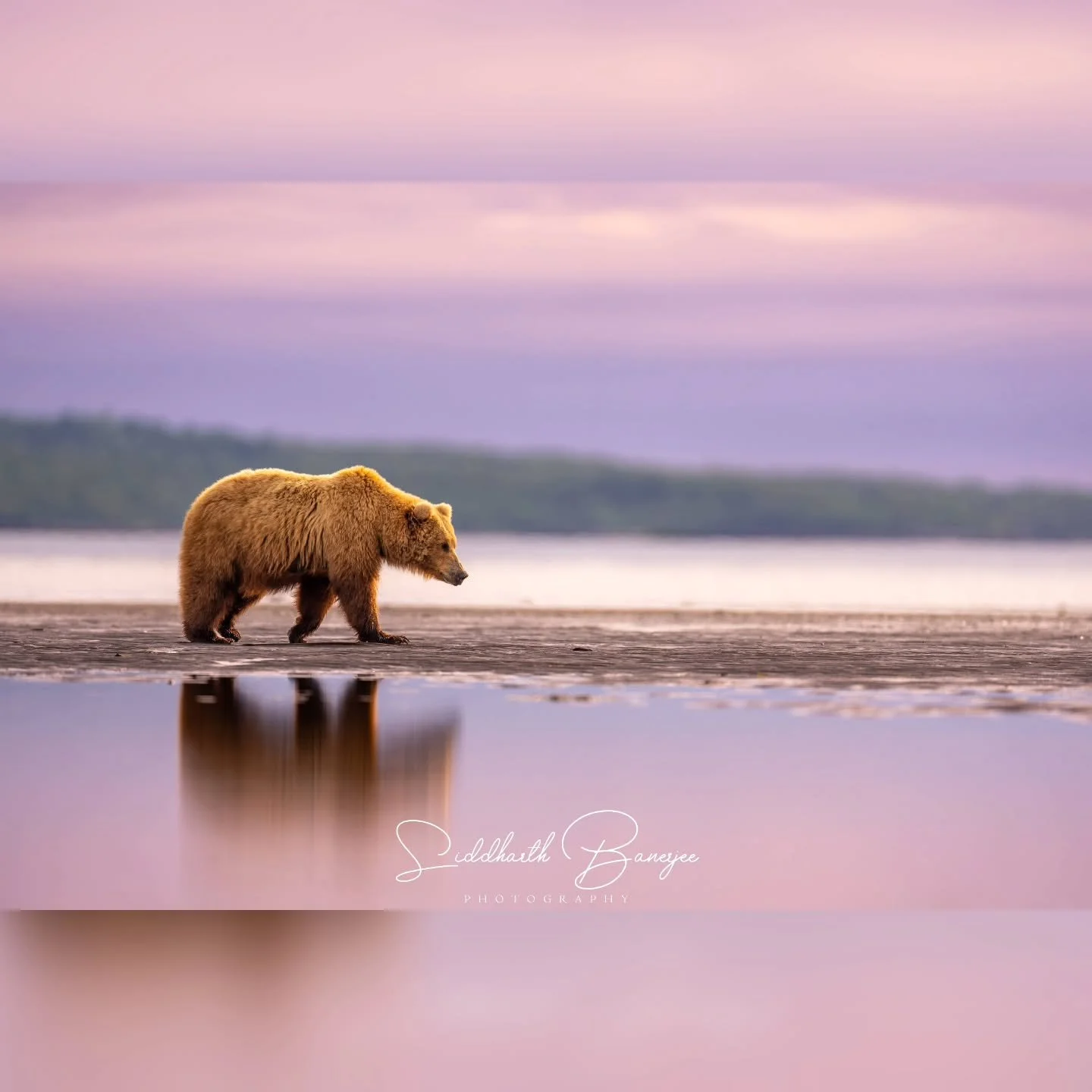 Sunset colors, reflections and bears from wild Alaska...
#bearphotography #WildlifeWonder #sonyalpha #AlaskaMoments