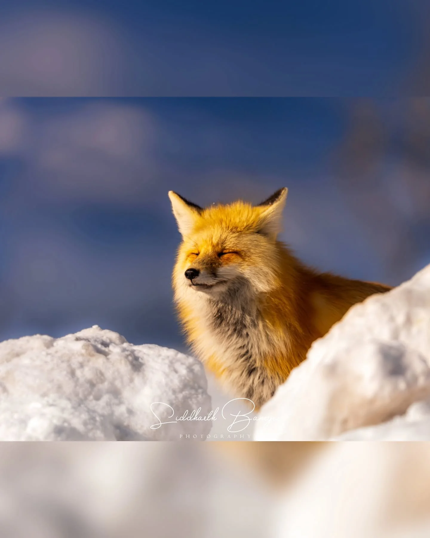 No matter how bright, looks like even wildlife likes to soak in some sun in the cold❄️ My first red fox encounter in the wild! We saw it run around in the snow for almost 30mins before it decided it was time for a 😴 
 #WildFox #WinterWildlife #Snowy