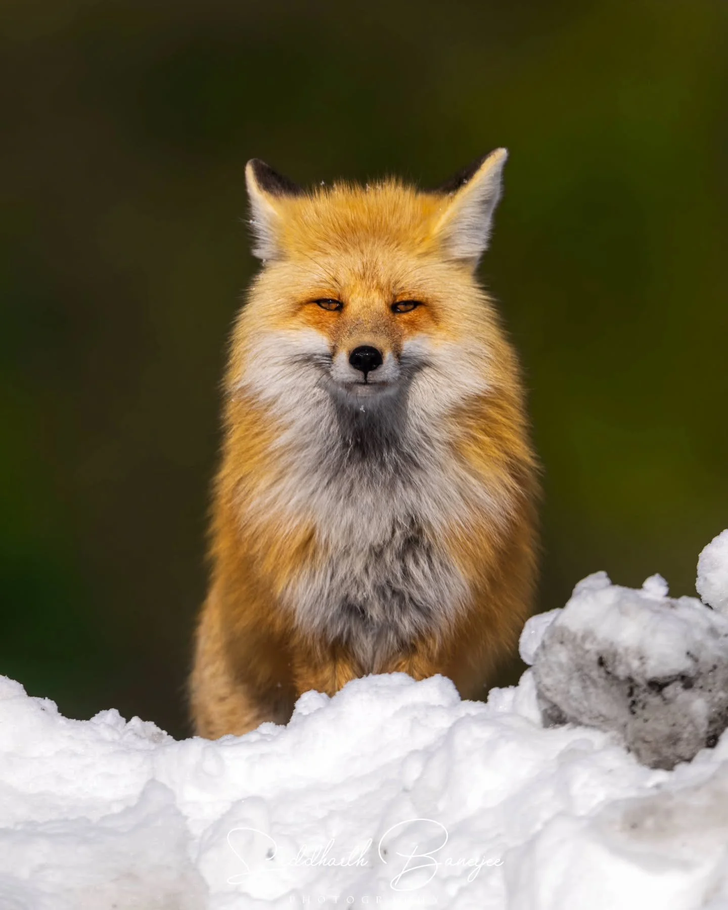 For all anime fans- comment how many tails this animal has?

Kurama keeping watch over the leaf village from its throne...