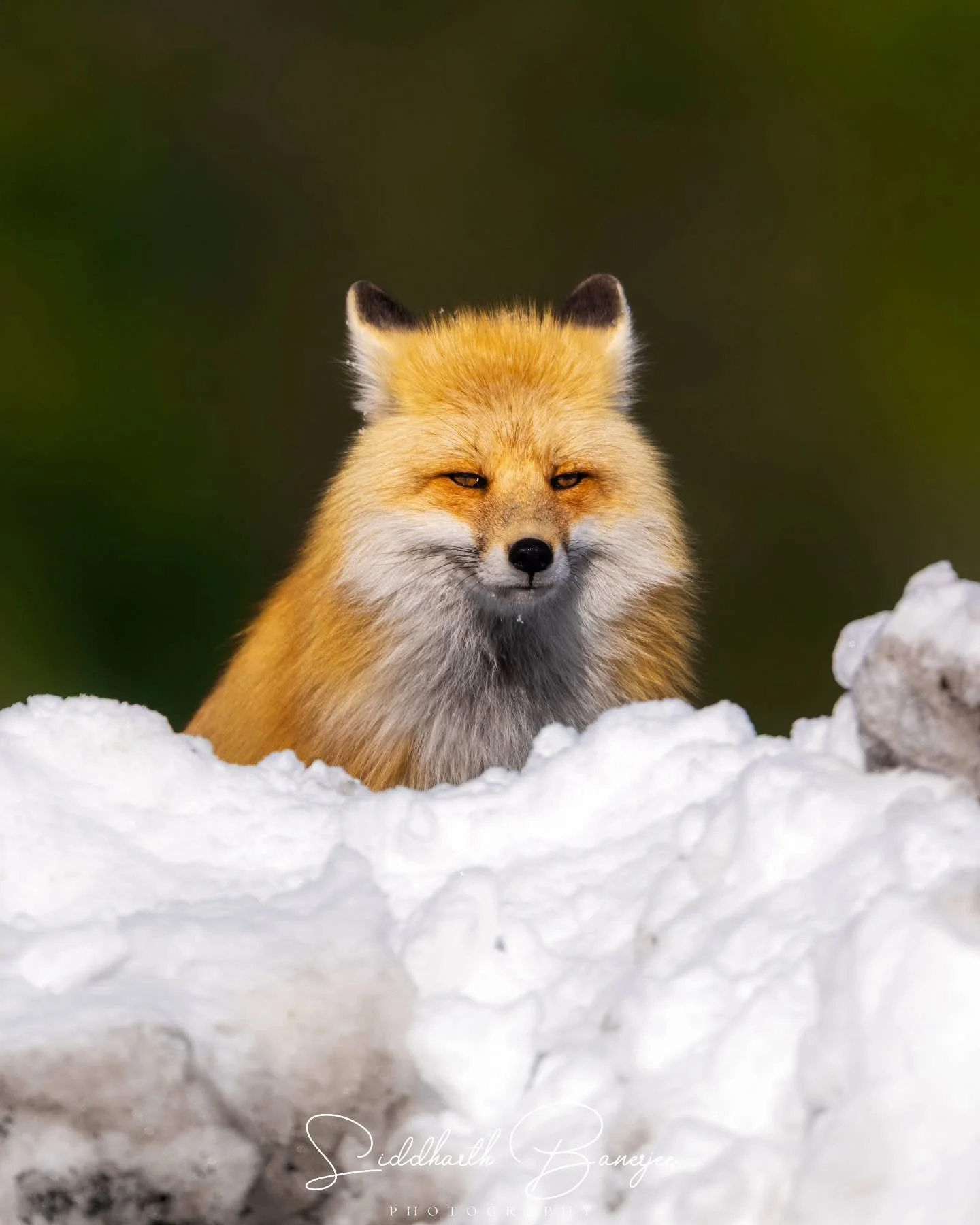 What do you think he's planning- take over the world or raid your lunch?

#WinterWildlife #FoxPhotography #SnowyWilderness #NatureObservation