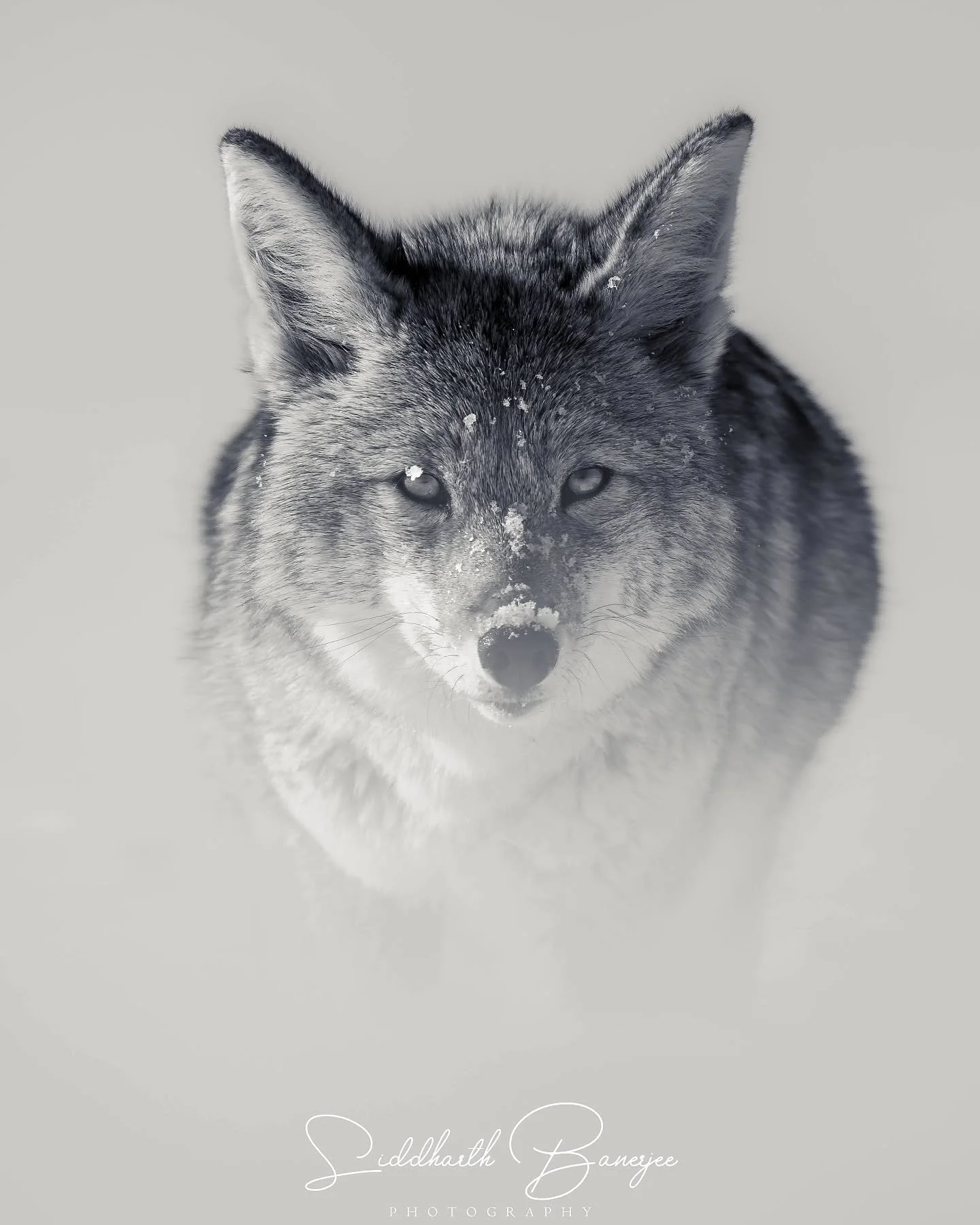 Wildness doesn&rsquo;t ask for attention&mdash;it commands it. 
While out in interior Yellowstone during winter, we slowed down long enough to meet this coyote&rsquo;s stare, a reminder that winter&rsquo;s quiet is alive&mdash;and worth protecting. ❄