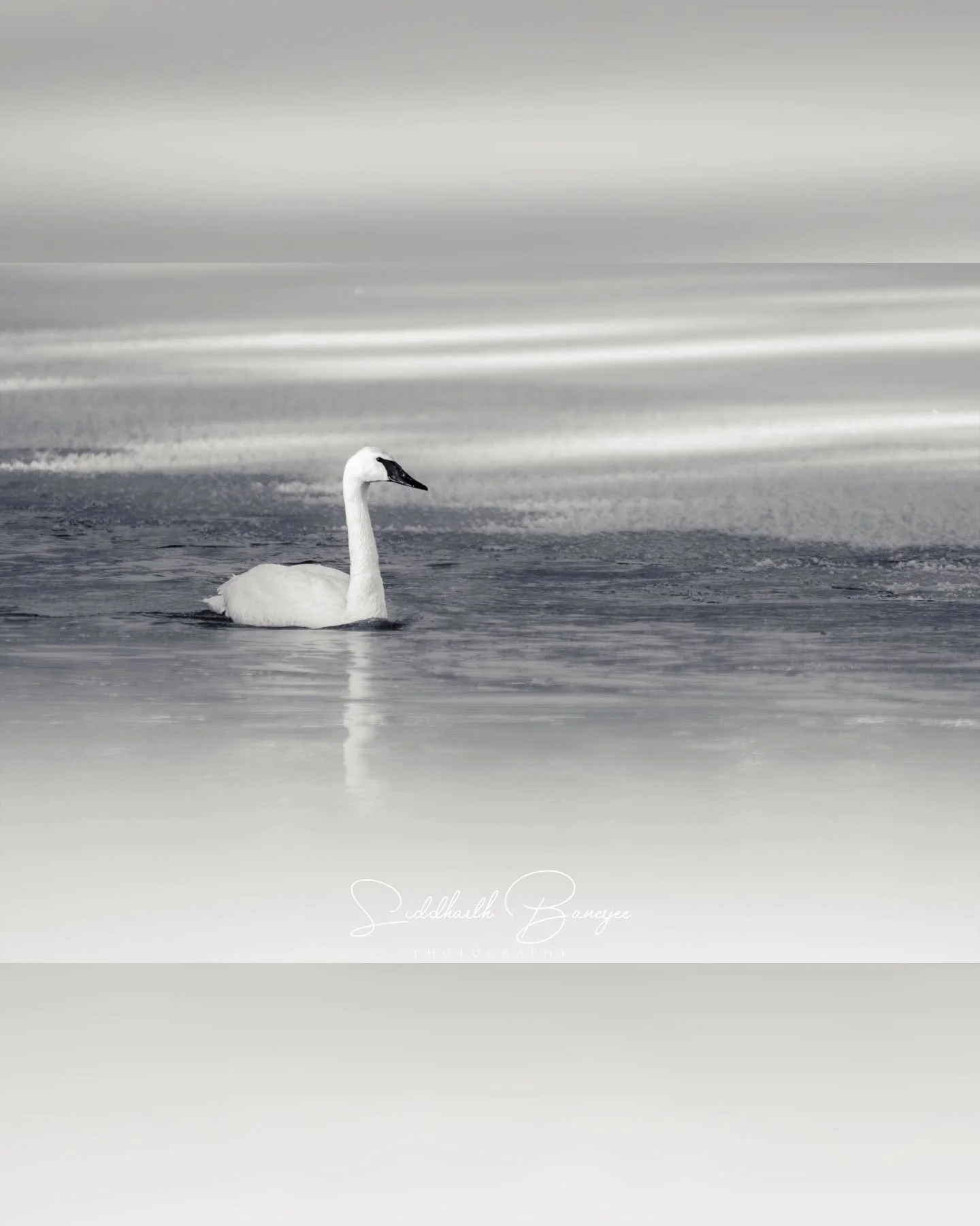 Stillness has a sound if you wait long enough. We watched this swan drift through winter&rsquo;s quiet, a reminder that nature&rsquo;s smallest moments can feel vast when you slow down. 🦢 

Second of 3 in the black and white series!

#SwanPhotograph