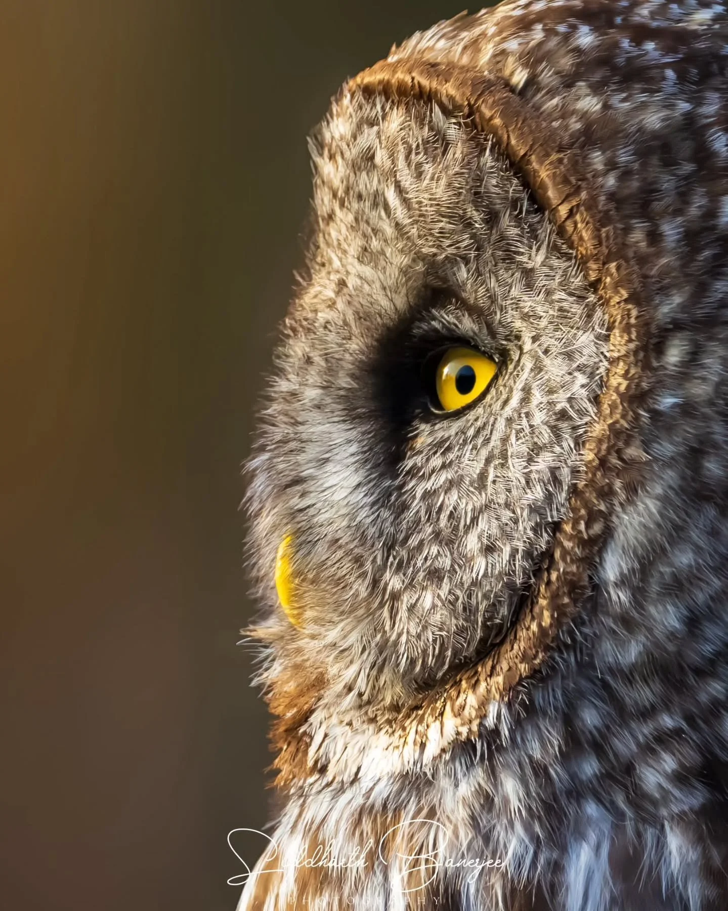 Stayed with this great gray for half an hour as it worked the roadside ditches &mdash; drop to a post, scan, glide, reset. No rush, no wasted motion. Thirty minutes watching a hunter that treats patience as a weapon, and I walked away having learned 