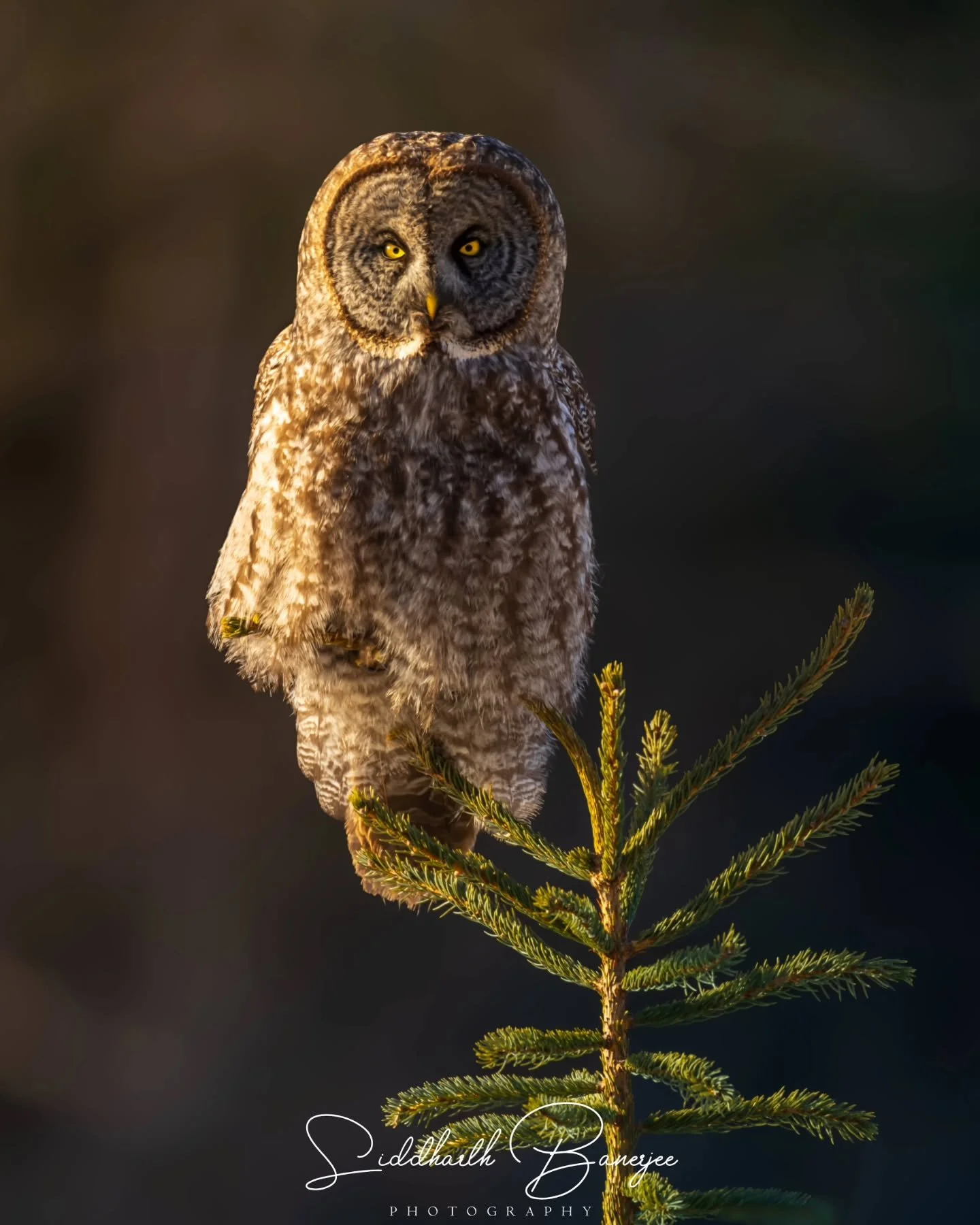 Gold on gray... 

#greatgrayowl #wildlifephotography #borealforest