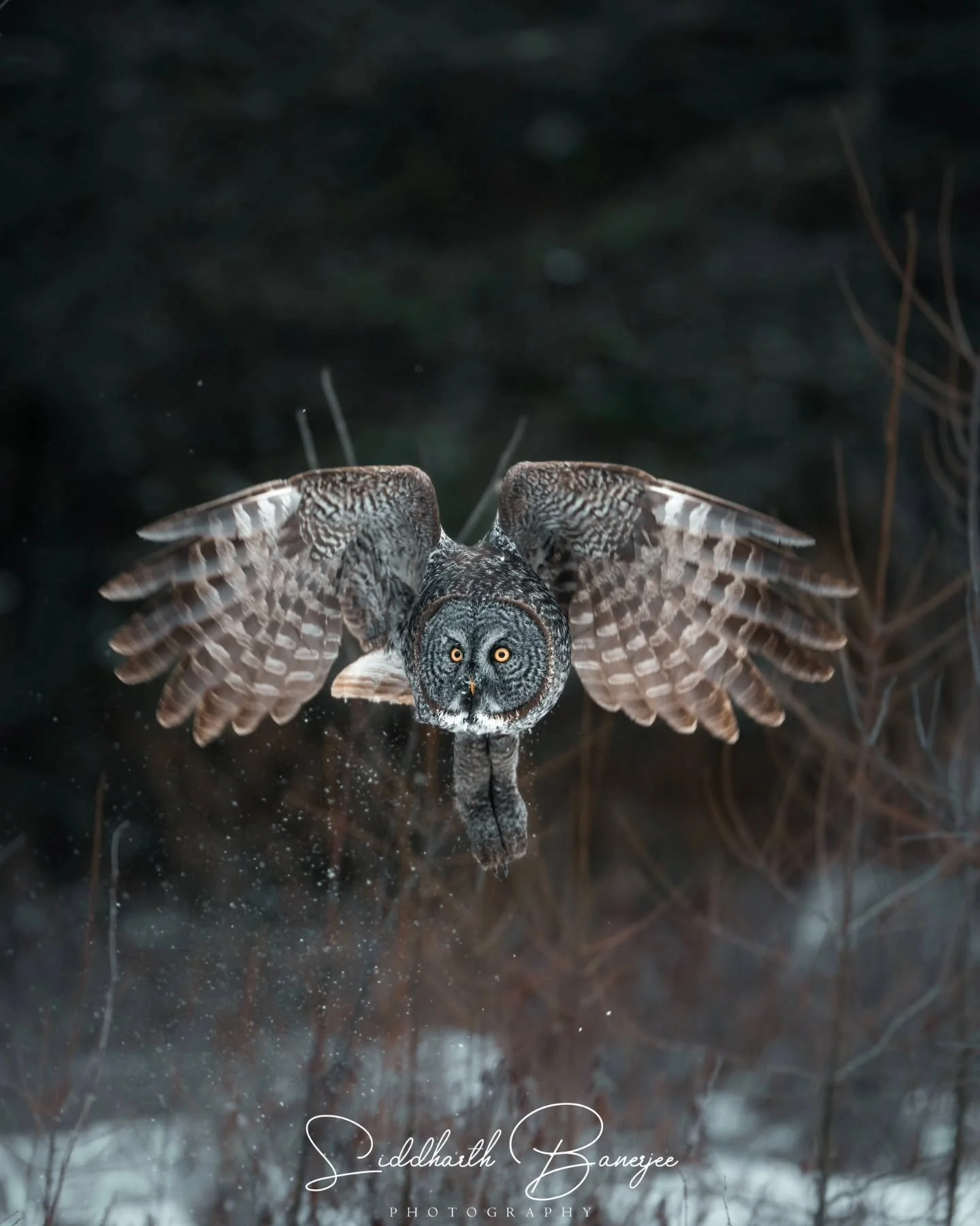Have you ever heard an owl fly?