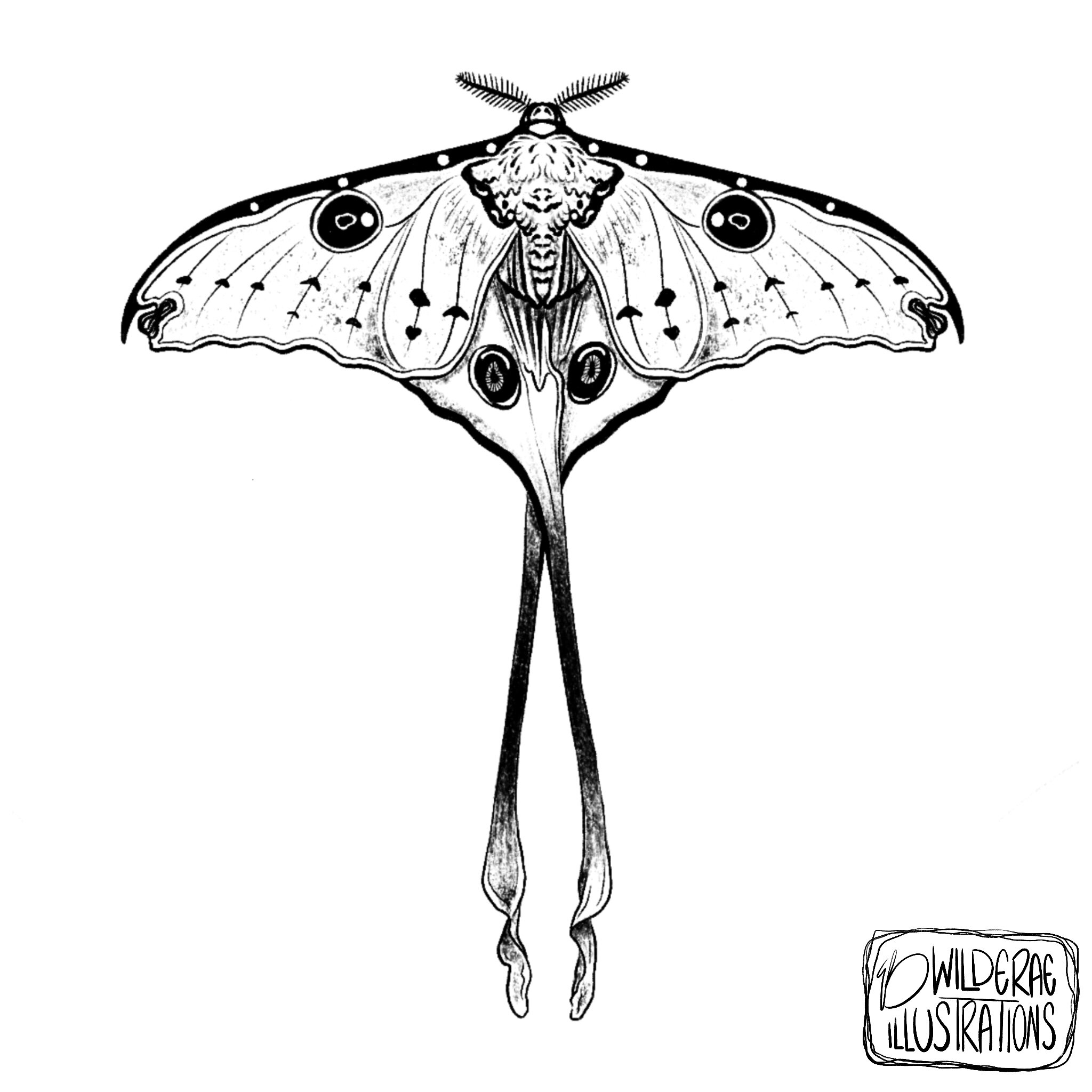 Luna Moth png images PNGEgg