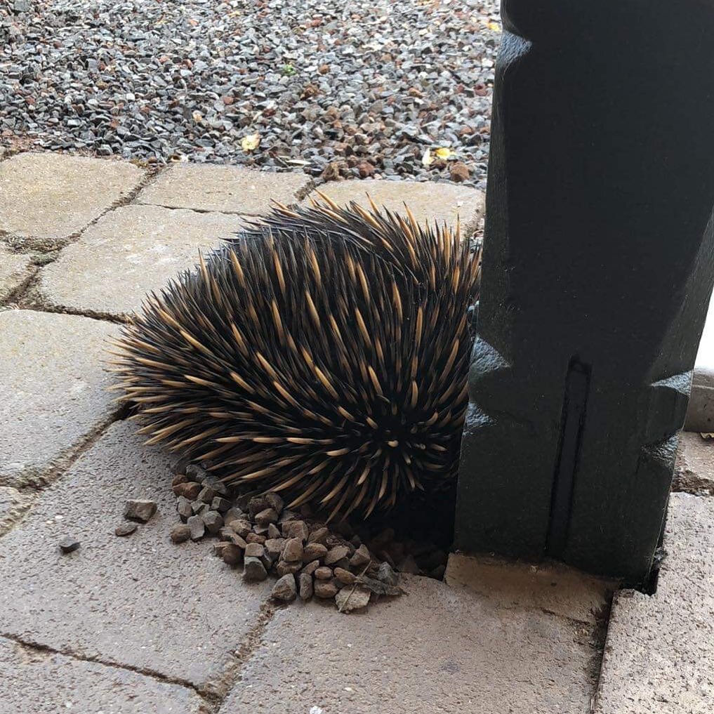 We&rsquo;ve had a special visitor this week, Earle the Echidna has been running around the gardens at the Inn and we have loved having him. 

Our little native Australia buddy. Keep a look out for Earle and a whole host of other wildlife in and among