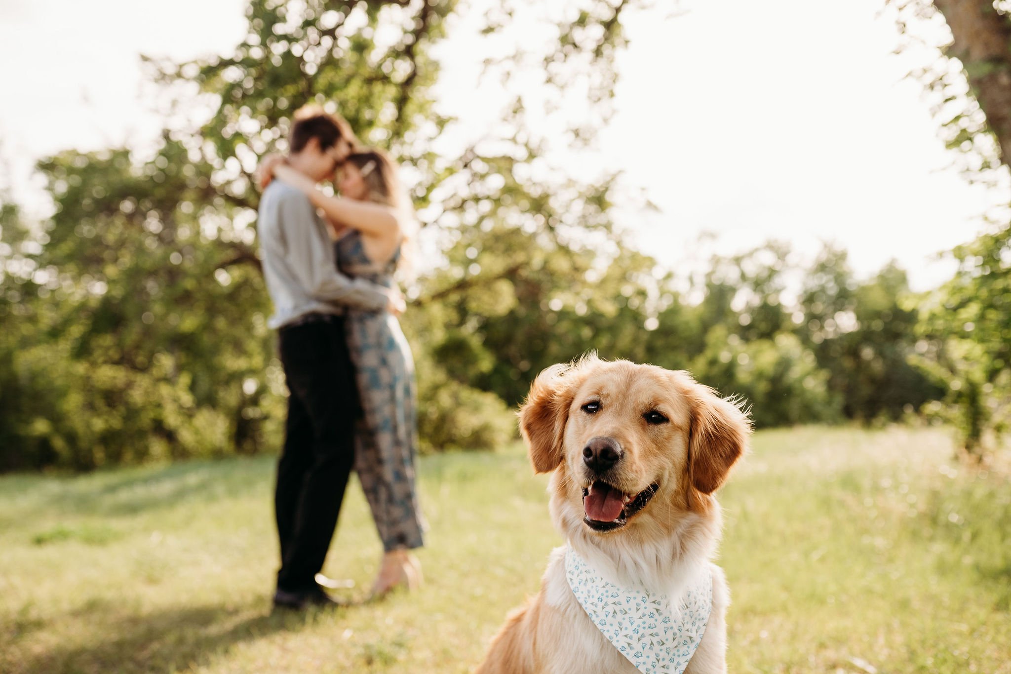 A golden retriever dog wearing a white bandana with blue patterns, sitting on grass and smiling. In the background, a blurred couple are embracing outdoors with trees and sunlight.