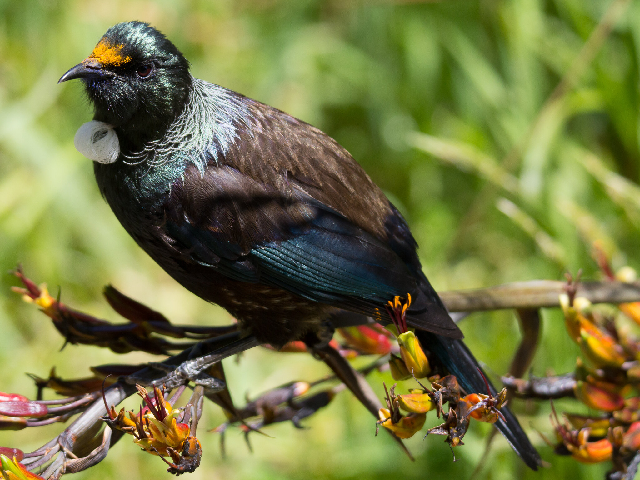 Tui resting on a flax after gorging for a bit on flax flower nectar. Thus the pollen stuck to it's head. Taken at Zealandia in Wellington, New Zealand.
