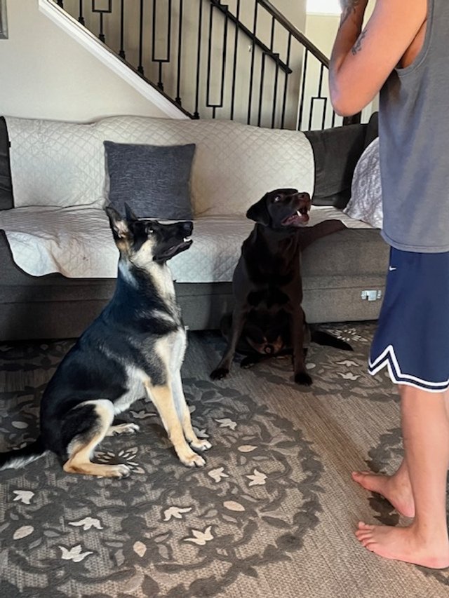 Nova and Cooper learning sit, wait.