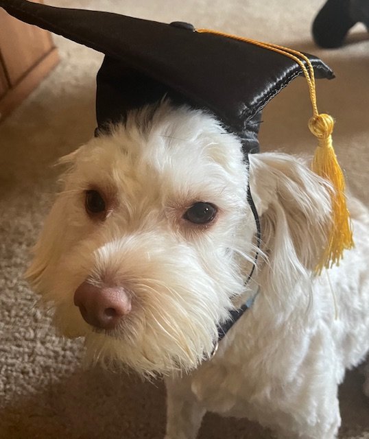 Benji is Pikes Peak Pups 12th graduate!
1 year Maltese mix 