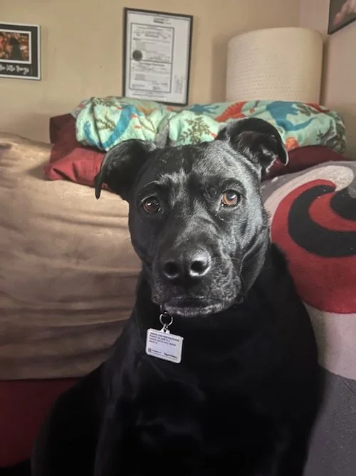 My Moya 6 year old female pit mix