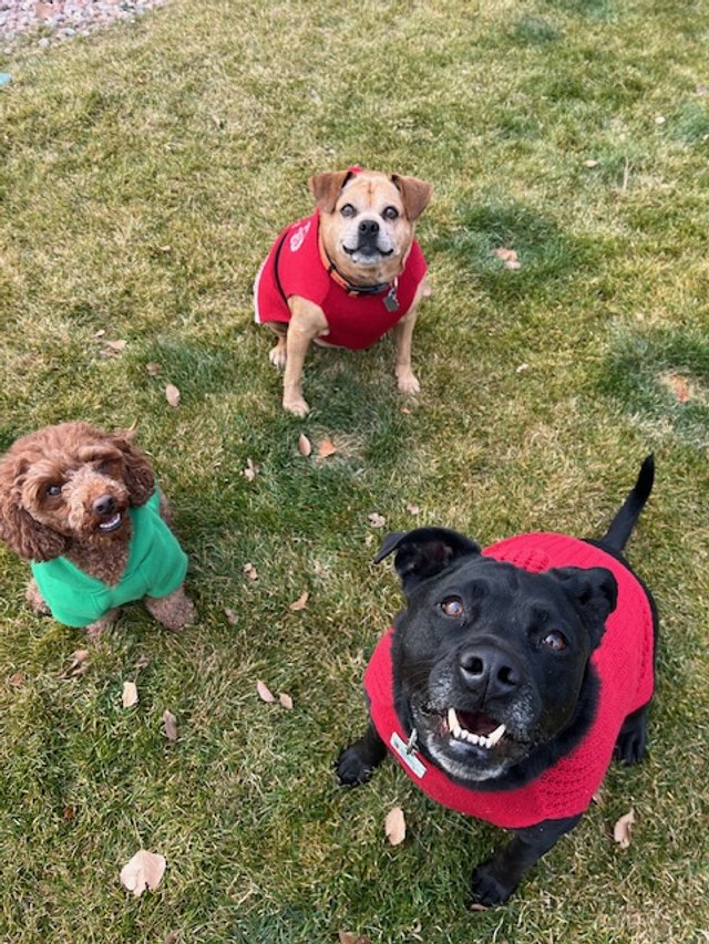 Teany, Libby and My Moya
Christmas dogs!