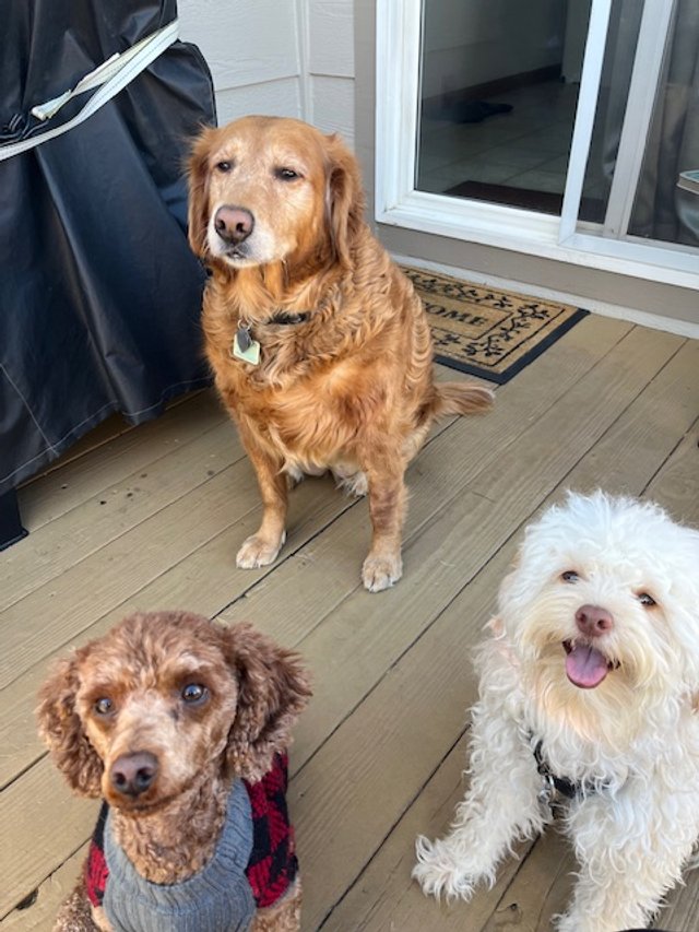 Teany, My River and Benji before his hair cut