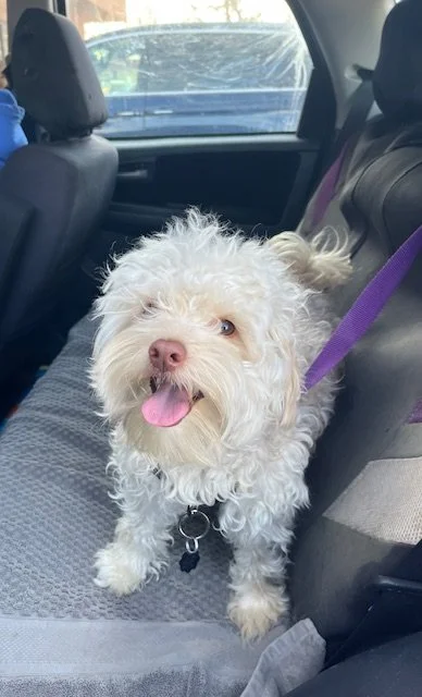 Benji before his hair cut