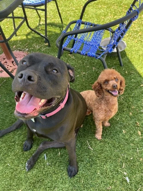 My LeeLoo with her Bestie Teany