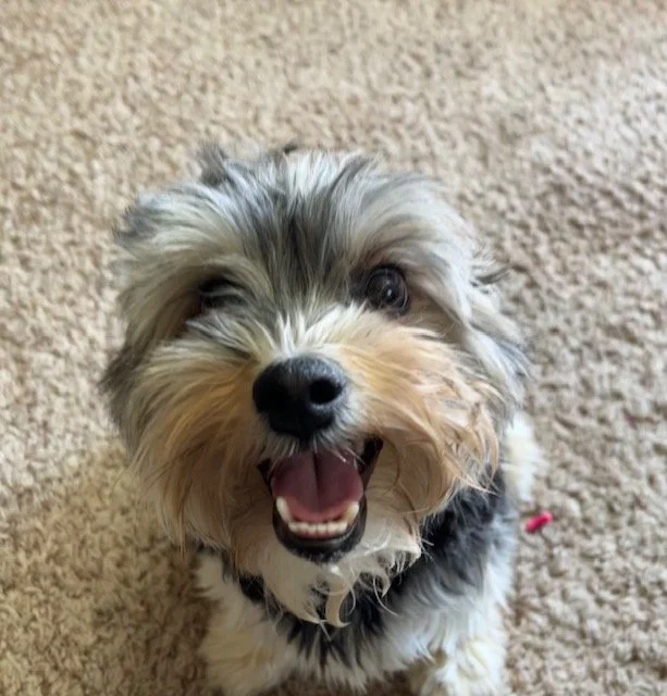 Chief 10 month old Morkie
