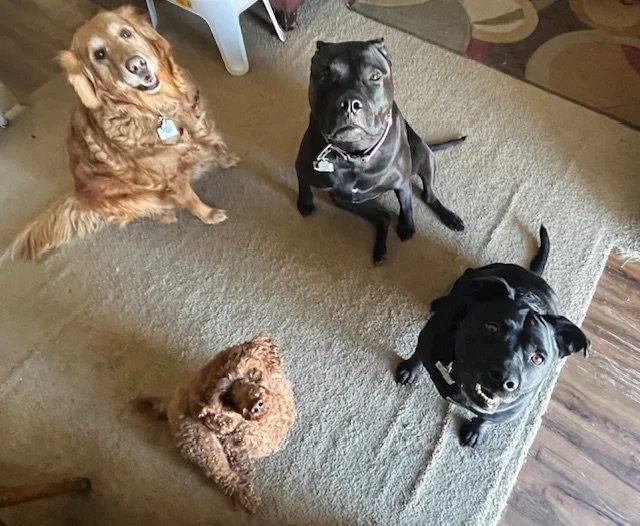 My girls, River, LeeLoo, Moya and Teany