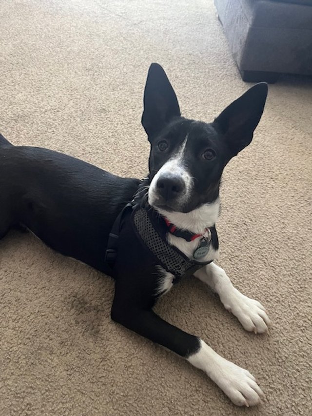 Sage showing off her big ears!