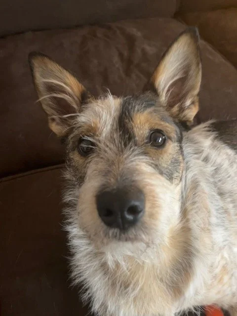 Rocket is a 2 year old male Heeler Schnauzer mix
