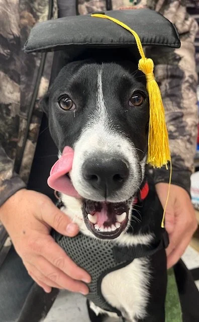 Sage is Pikes Peak Pups 11th graduate! 1 year old Border Collie mix