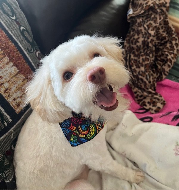 Benji after his hair cut