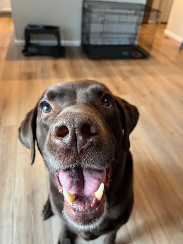 Cooper 8 year old Chocolate lab