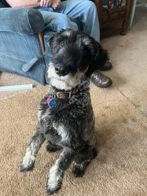 Kira 1 year old female Schnauzer