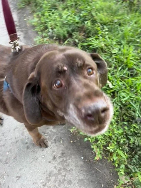 Buster 10 year old Chocolate Lab
