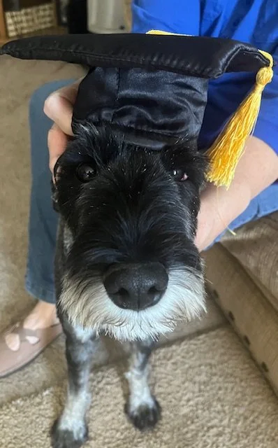 Kira is Pikes Peak Pups 10th graduate! 1 year old Schnauzer