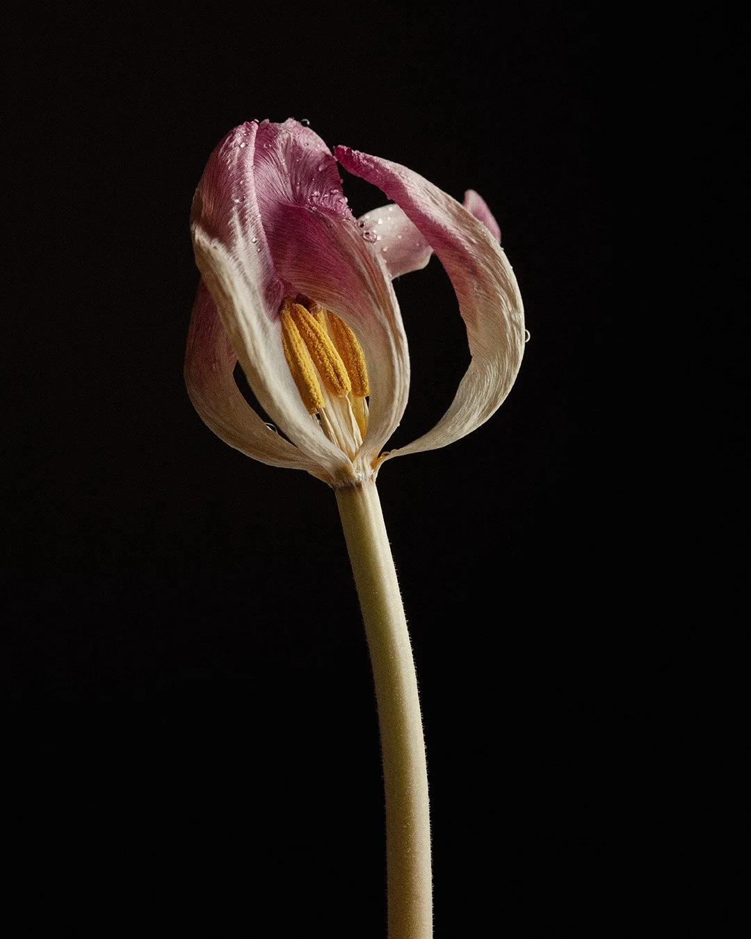 Close-up of a wilting pink and white tulip with droplets of water, set against a black background.