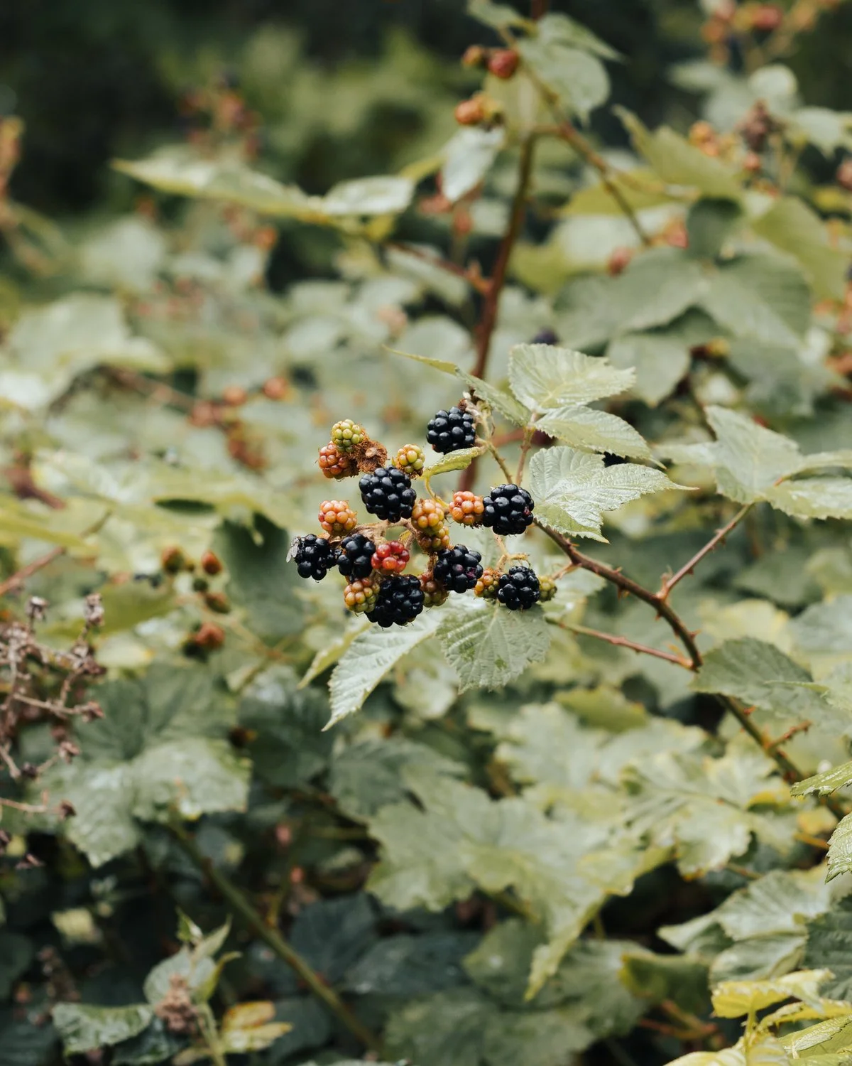 Picking Blackberries on Gotland