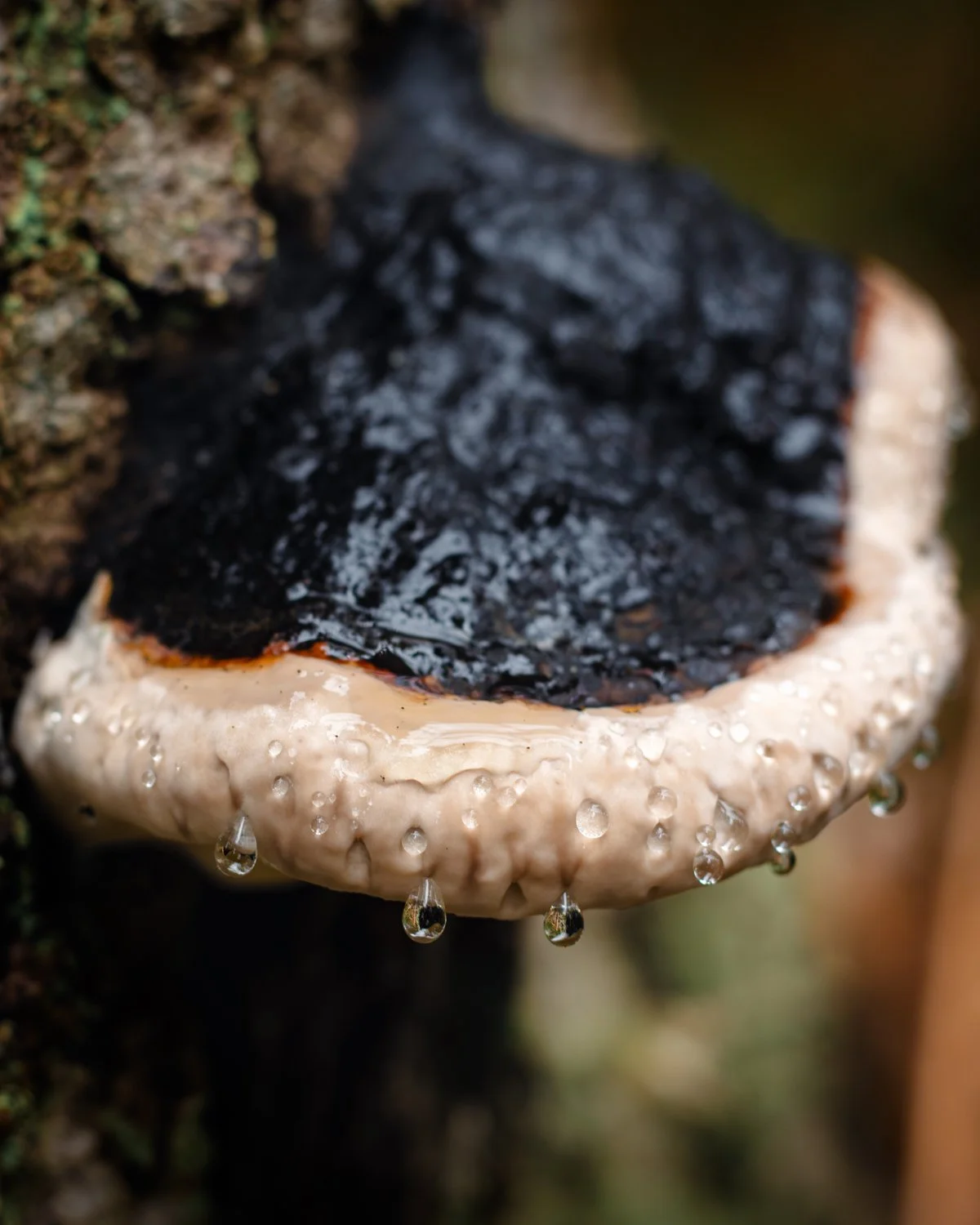 Mushroom hunting #1