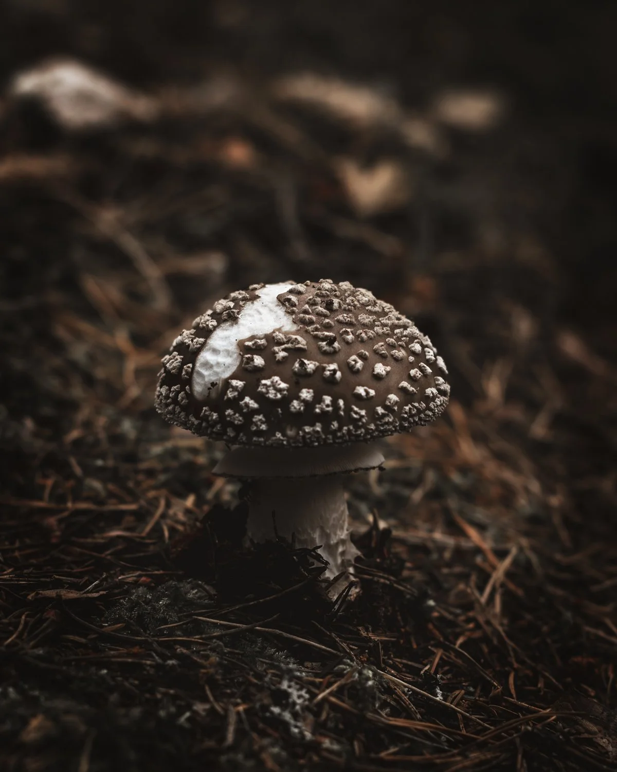 Mushroom hunting #2