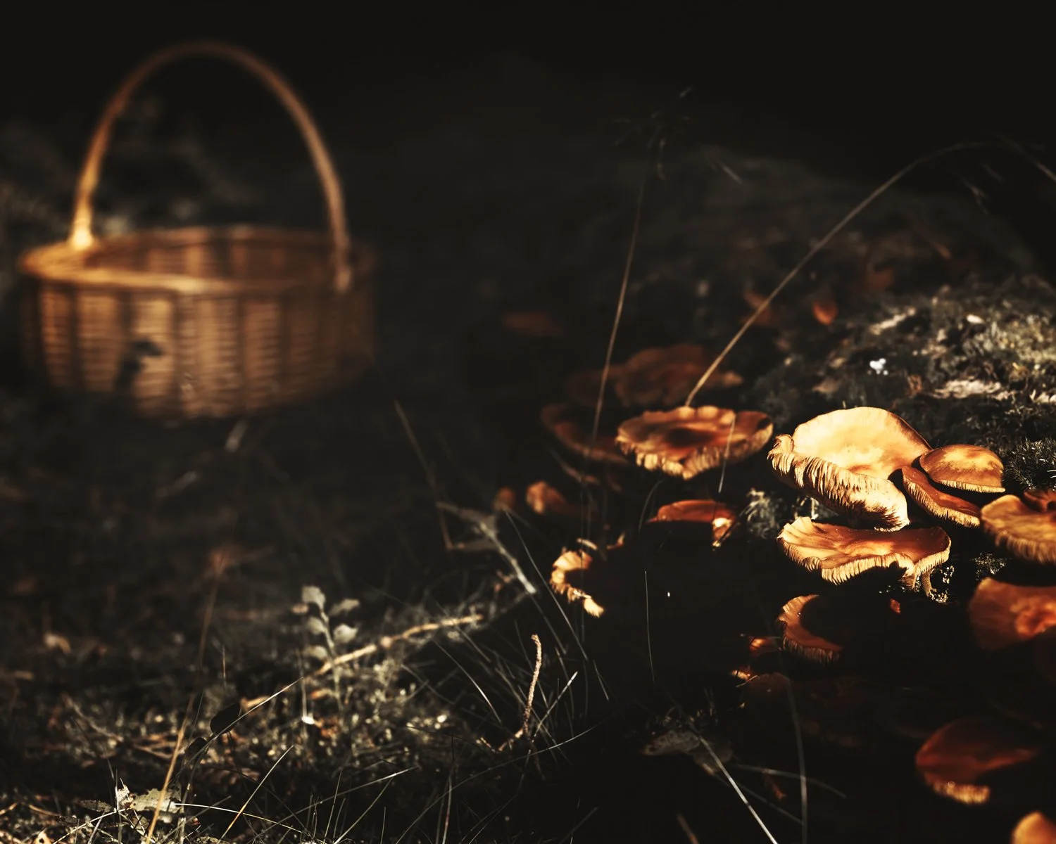 Mushroom hunting #3