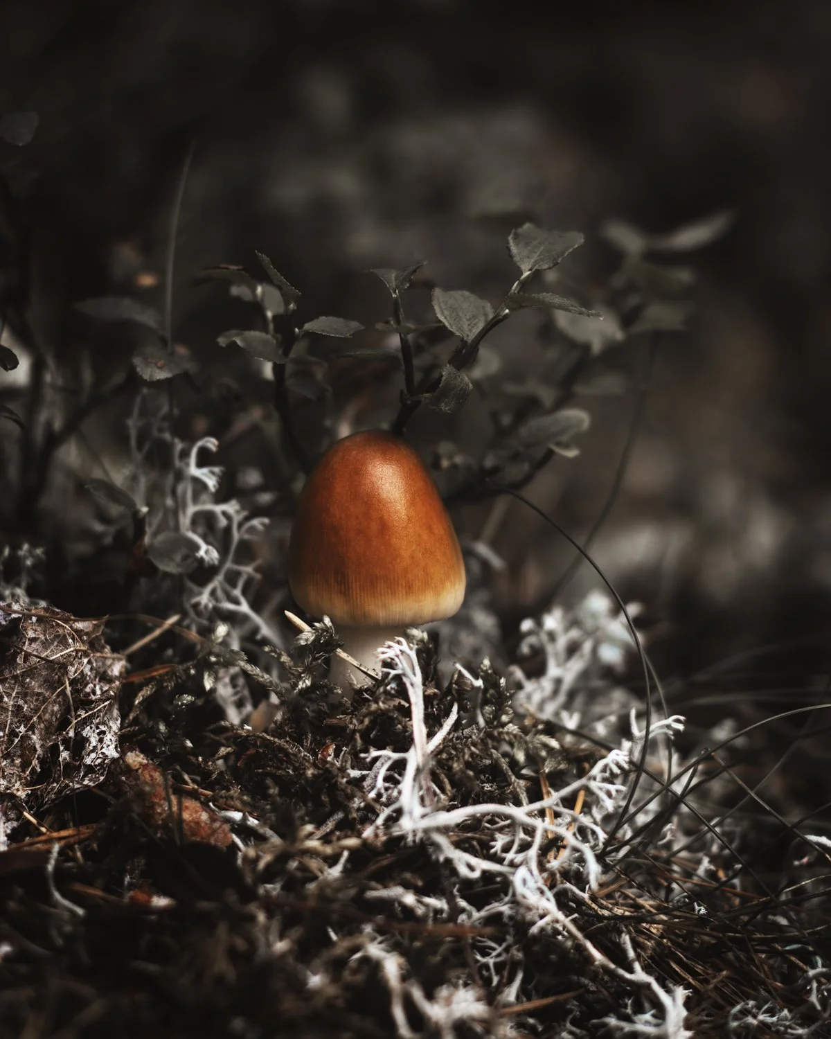 Mushroom hunting #5