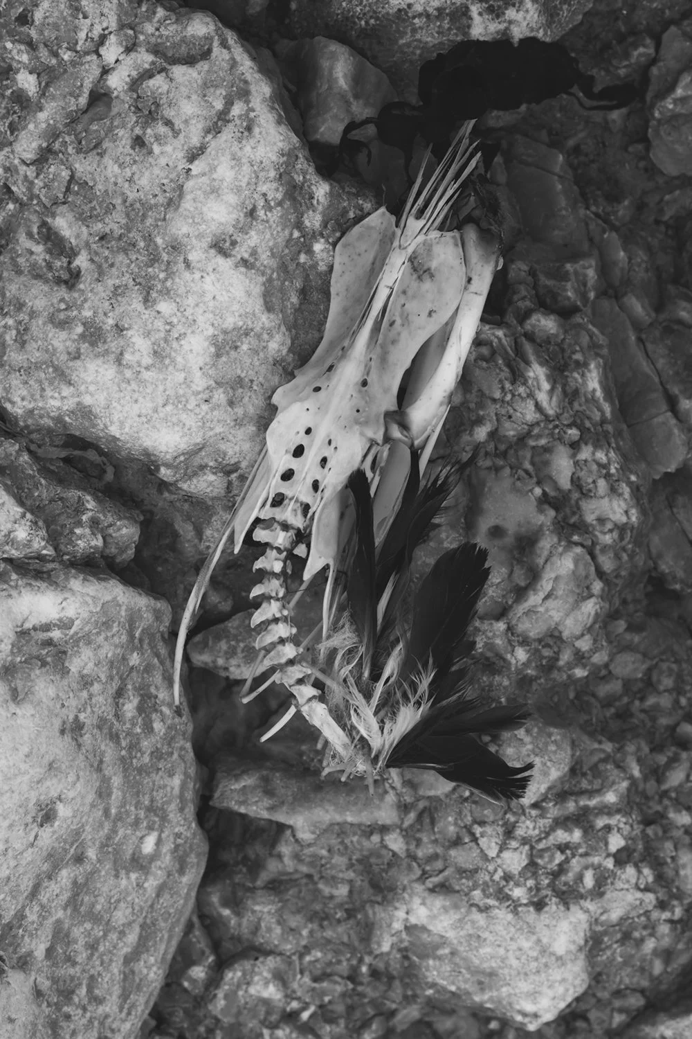 Photographing death - Gotland
